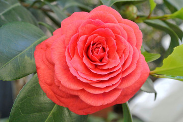 camelia rossa