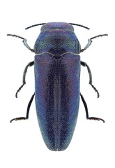 Beetle Coraebus elatus