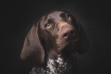 German shepherd dog studio portrait over black background - 96330881