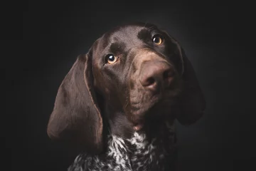 Printed kitchen splashbacks Dog German shepherd dog studio portrait over black background