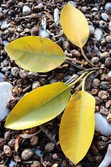 Obraz premium Autumn Leaves