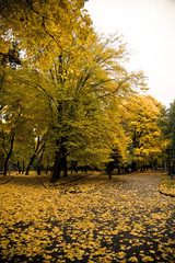 Fototapeta premium Autumn in the city park