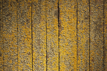 Texture - Muschio giallo