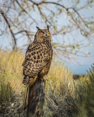 Eurasian Eagle Owl perched on a post in habitat faces back towards viewer