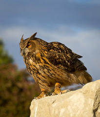 Eurasian Eagle Owl stares down from high rock perch.