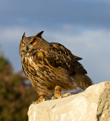 Eurasian Eagle Owl stares intently from rock perch with dramatic sky in background.