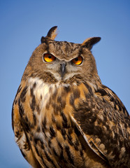 Eurasian Eagle Owl stares directly at the viewer