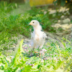 chickens on a grass