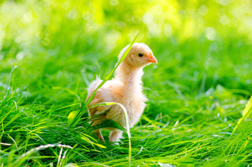 chickens on a grass