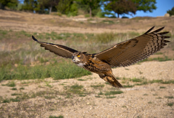 Eurasian Eagle Owl with wings spread wide swoops over the ground.
