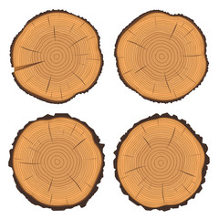 Tree rings and saw cut tree trunk