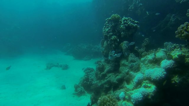 maskenkugelfisch schwimmt im blauen meer
