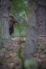 Moufflon/moufflon/Czech Republic