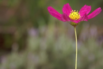 Primavera floral