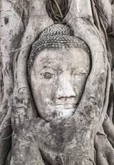buddhas head in Mahathat temple