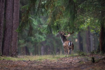 fallow-deer/deer/Czech Republic