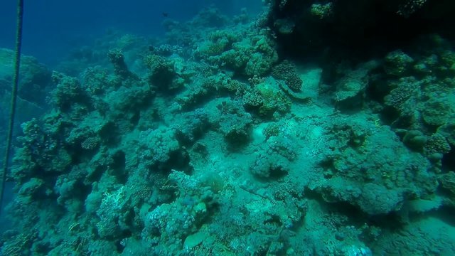 krokodilfisch bei korallen sehr nah mit kleiner bewegung

