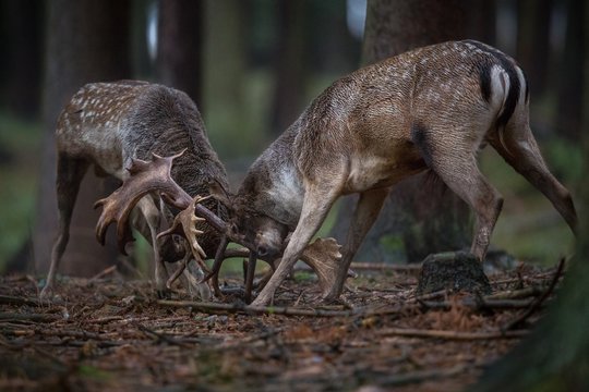 Fototapeta fallow-deer/deer/Czech Republic