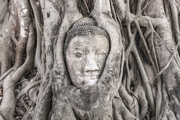 buddhas head in Mahathat temple