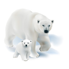 Polar bear and cub. 
Hand drawn vector illustration of a polar bear mother with her offspring on white background.
