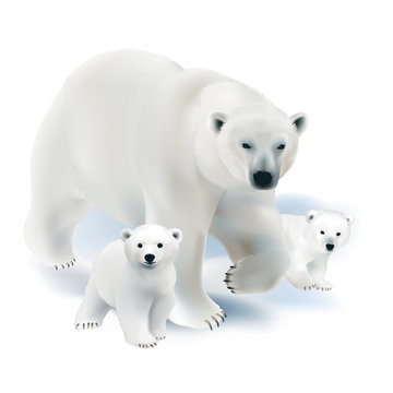 Polar bear and cubs. 
Hand drawn vector illustration of a polar bear mother with her offspring on white background.

