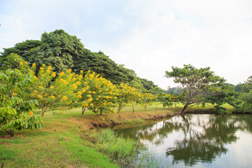 Fototapeta na wymiar Green shrub with yellow flowers