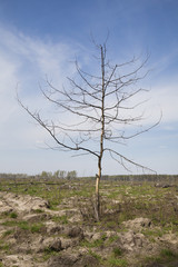 Dead tree in a wasteland