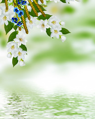 Spring landscape with delicate jasmine flowers