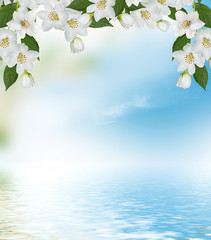 branch of jasmine flowers on a background of blue sky with cloud