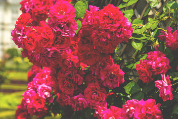 Bush of beautiful roses in a garden