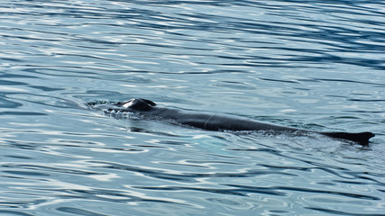 Obraz premium Watching humpback whale at Husavik bay area, north Iceland