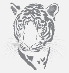 Obraz premium sketch of a tiger's face