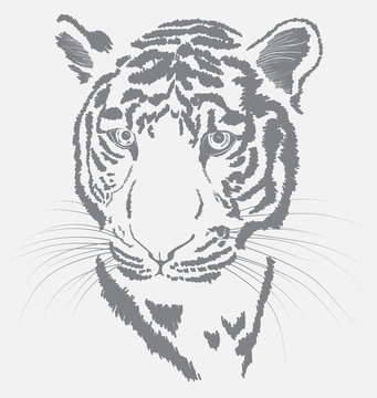 sketch of a tiger's face
