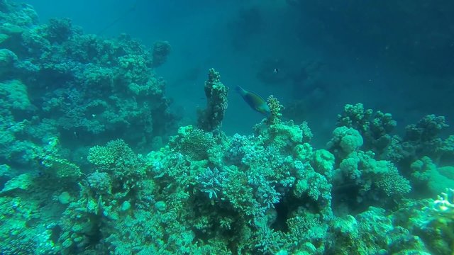 papageienfisch knabbert an korallen im meer
