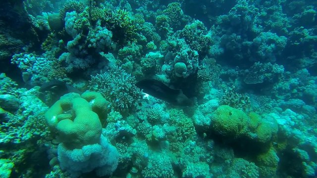 riesenmuraene schwimmt bei korallen im meer
