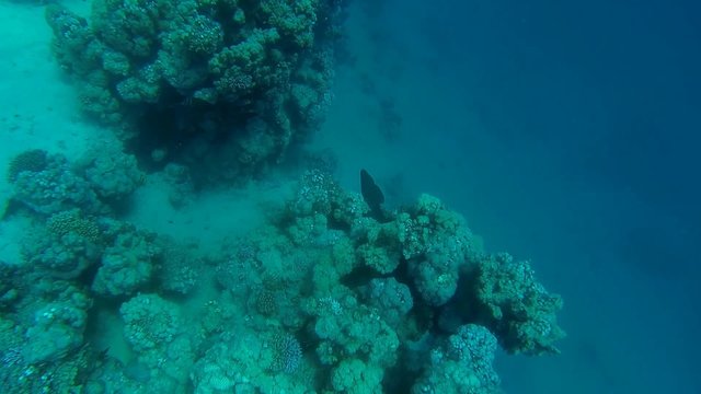 riesenmuraene am korallenriff im roten meer
