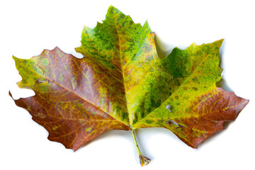 Chestnuts with open husk lie on platan leave.  Isolated white background. Platanus x acerifolia. Copy Space