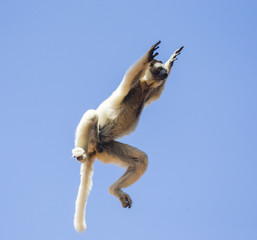 Dancing Sifaka in flight on blue sky background. Madagascar. 