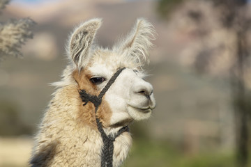 Closeup of a lama in Putre © estivillml