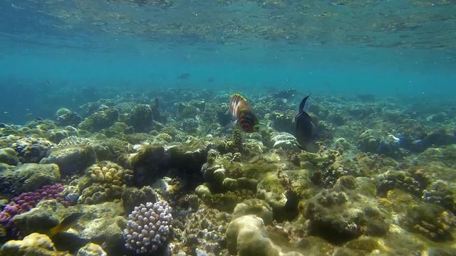 rotmeer junker im meer in zeitlupe
