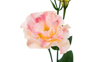 eustoma flower