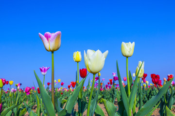 field with blooming colorful tulips