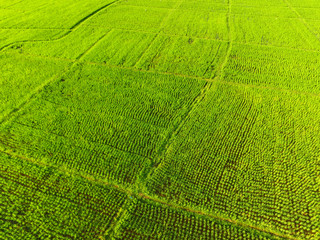 Rice field pattern