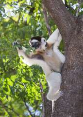 Dancing Sifaka sitting on a tree. Madagascar. An excellent illustration.