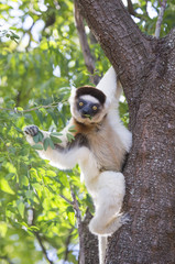 Dancing Sifaka sitting on a tree. Madagascar. An excellent illustration.