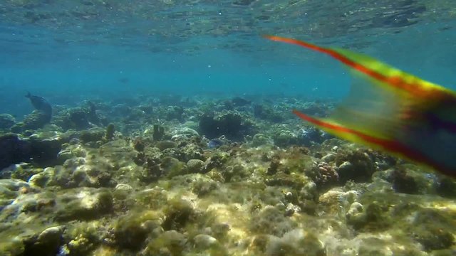 rotmeer junker ganz nah im meer
