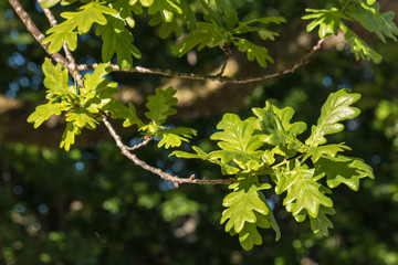 closeup of common oak tree leaves