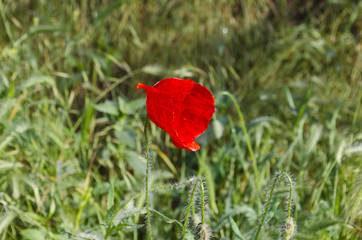 Green spring etudes in the northern Bulgaria