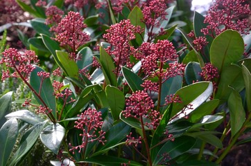 Skimmia jap. Rubella