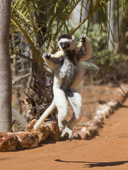 Dancing Sifaka is jumping. Madagascar. An excellent illustration.